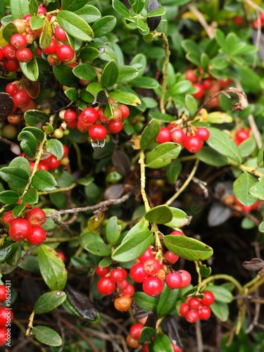 Cranberry