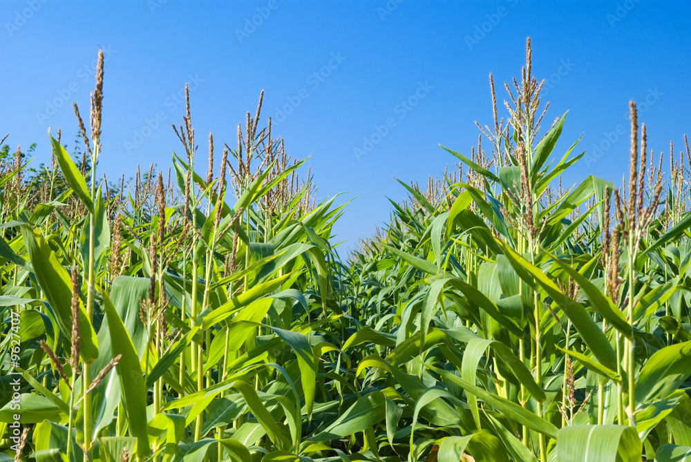 Ripening corn under an autumn sky Ripening corn under an autumn sky