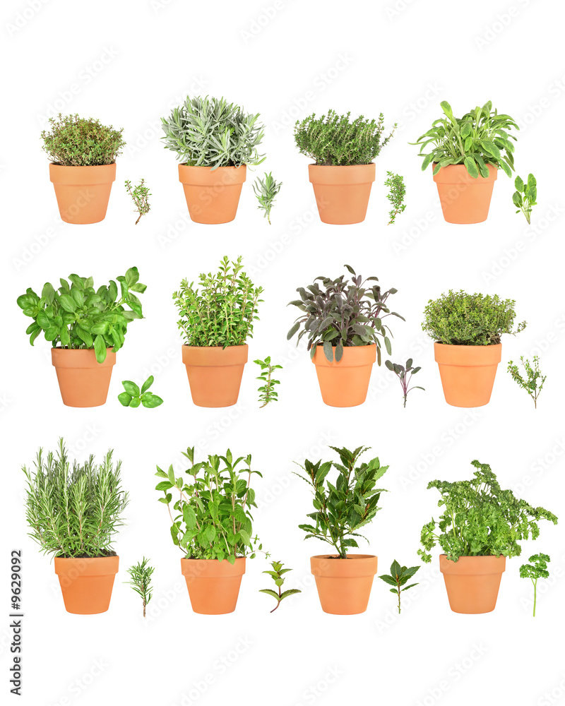 Large Herb Selection in Pots Large Herb Selection in Pots