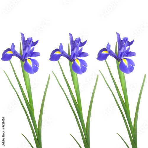 Fototapeta Naklejka Na Ścianę i Meble -  Iris Flower Beauty