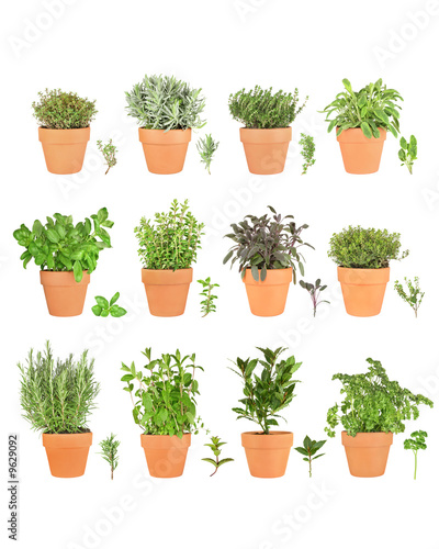 Large Herb Selection in Pots