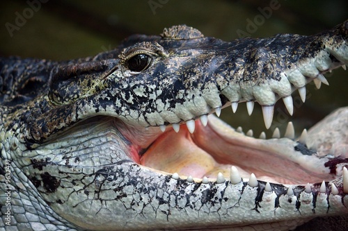 Krokodil © Pixelkram