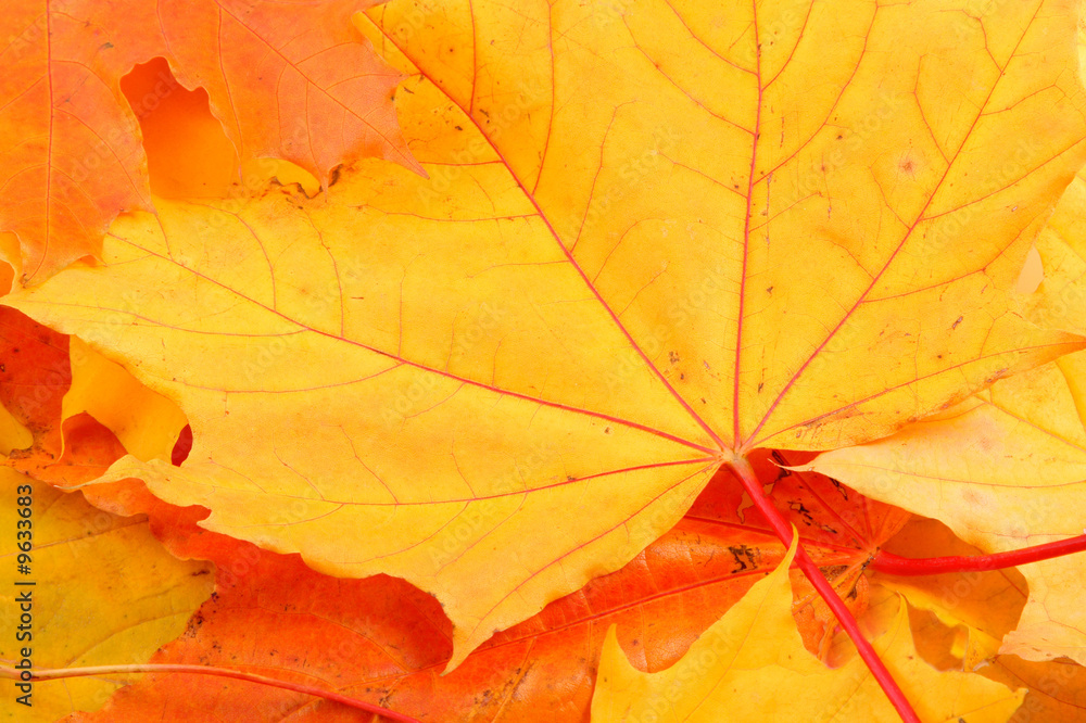 Background from leaves of yellow, red and orange color.