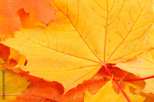 Background from leaves of yellow  red and orange color.