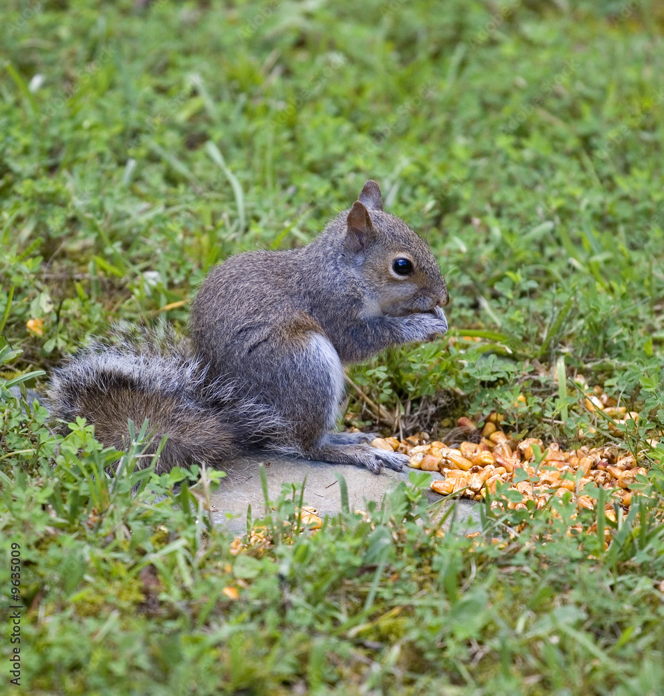 squirrel gorging itself on a summer corn meal squirrel gorging itself on a summer corn meal