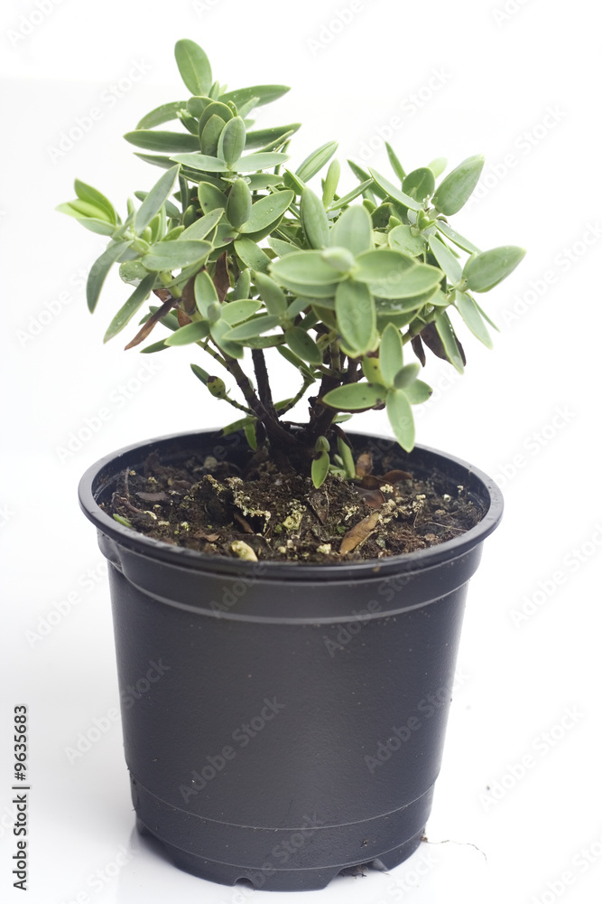 autumn plant in the pot isolated on white autumn plant in the pot isolated on white