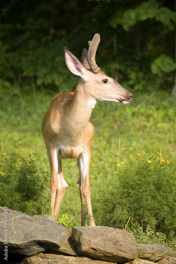 whitetail deer buck with velvet on its antlers whitetail deer buck with velvet on its antlers