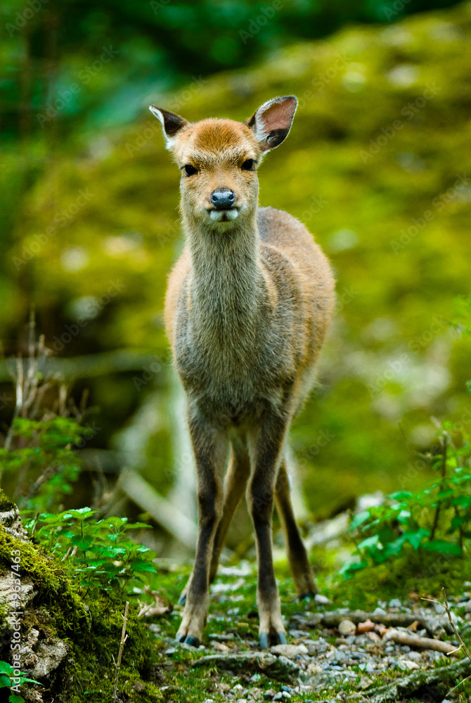 Fototapeta premium young sika deer fawn (lat. Cervus nippon)