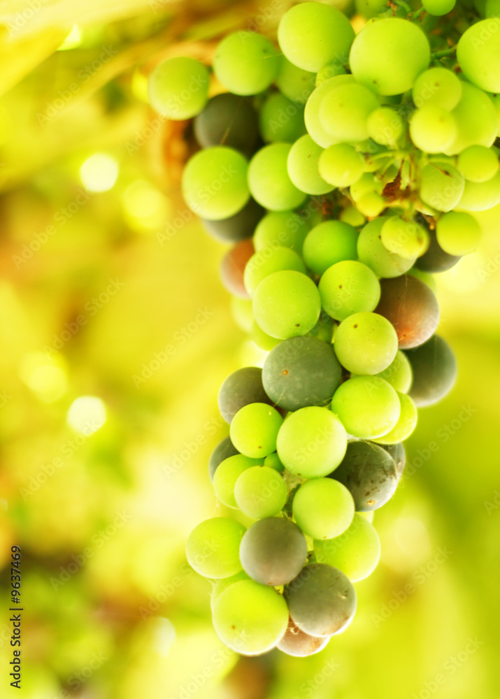 Beautiful grape background Beautiful grape background