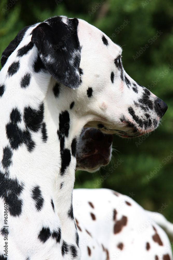 dalmatien tournant la tête