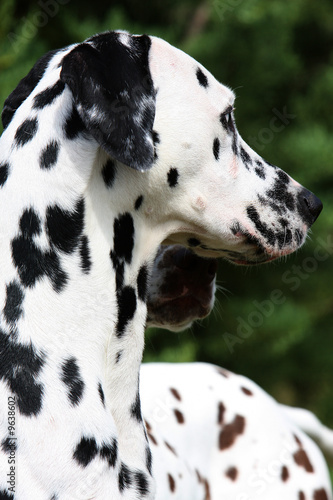 dalmatien tournant la t  te