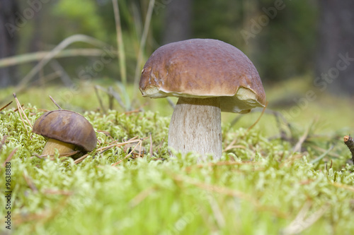wild mushrooms in moss