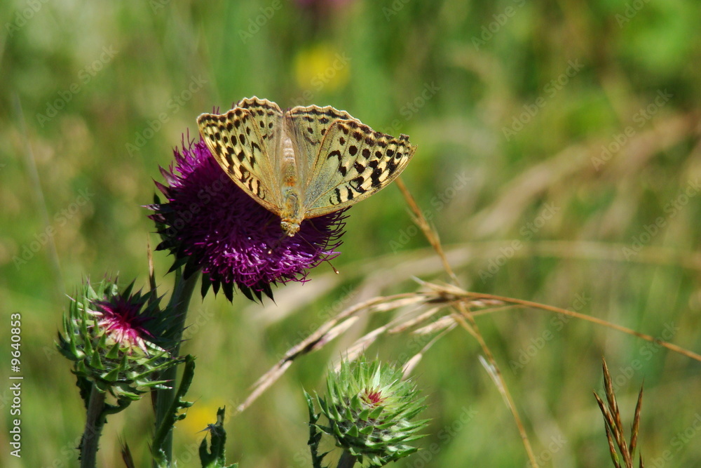 Fototapeta premium Papillon cardinal sur un chardon
