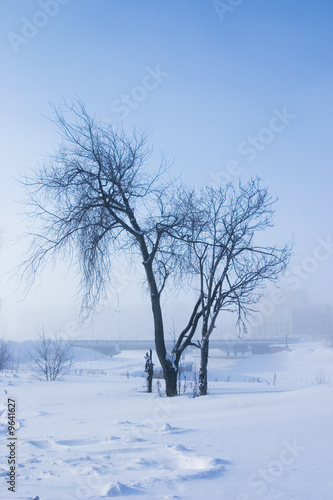 single tree is a misty winter day