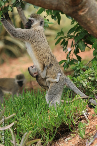 monkey with a baby