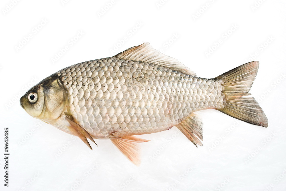 Fototapeta premium carp isolated on white
