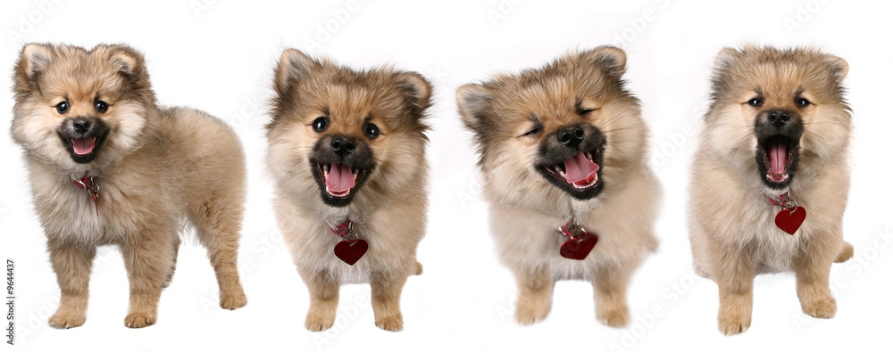 High Resolution Image With 4 Poses of a Dog