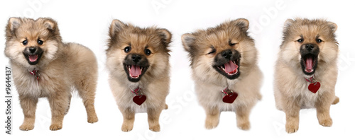 High Resolution Image With 4 Poses of a Dog