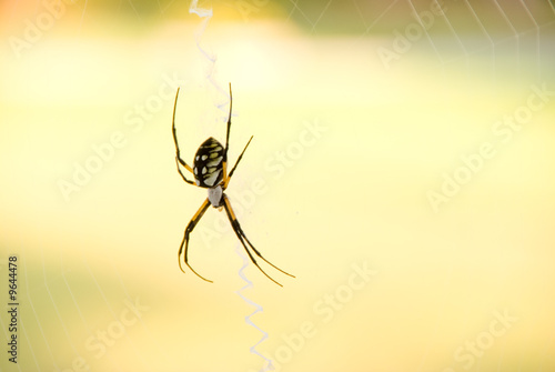 A writing or scribbler orb weaver spider.