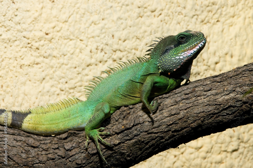 Obraz premium Big green lizard sleeping on the branch