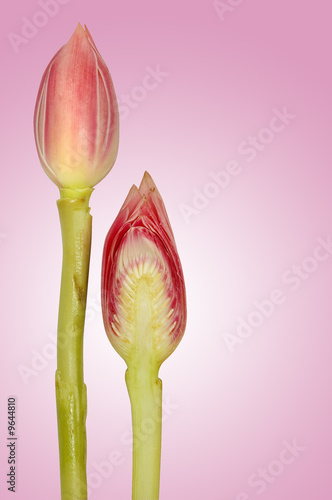 Cross section of Pink Torch Ginger flower