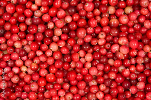 Ripe red wild cranberries  pure freshness