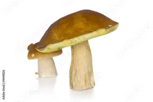 It is a lot of ceps on a white background