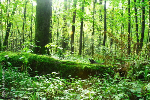 Green forest