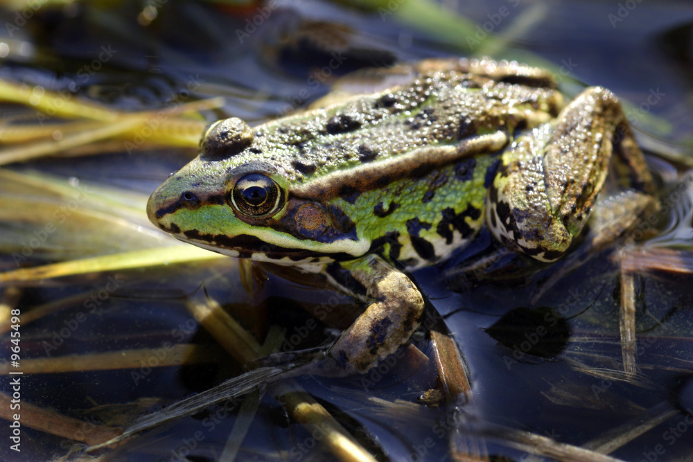 Fototapeta premium Grenouille verte