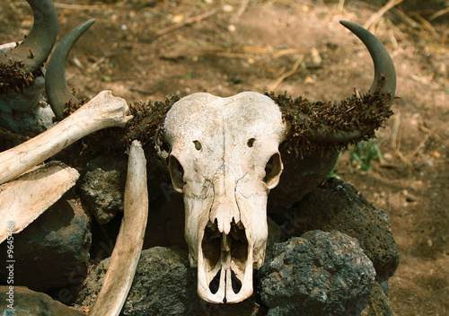 Buffalo Skull © Paul Hampton