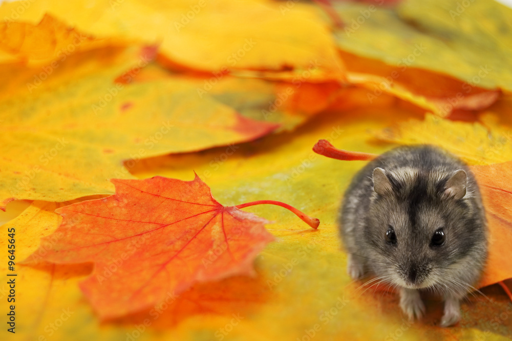 mouse on autumn leaf closeup mouse on autumn leaf closeup
