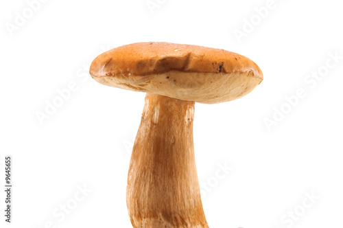 large mushroom isolated on white