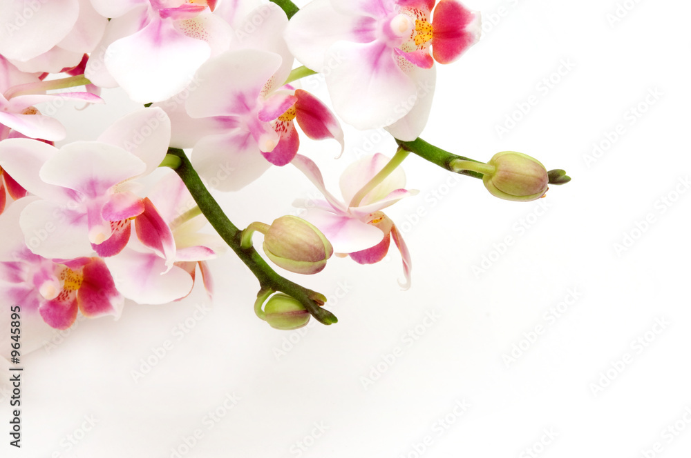Fototapeta premium Delicate white pink orchids on white background