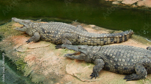 crocodile4