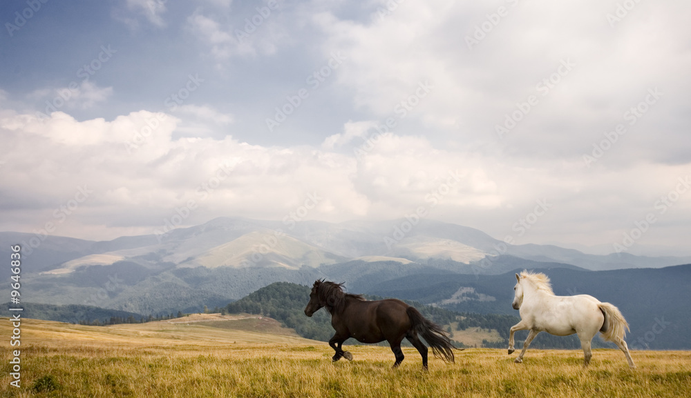 Two horses