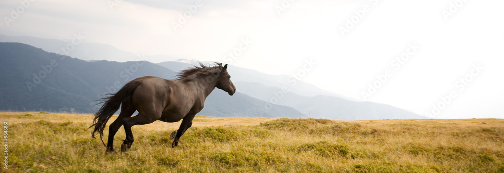 Black stallion