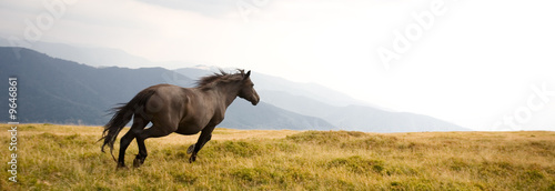 Obraz na płótnie Black stallion w salonie