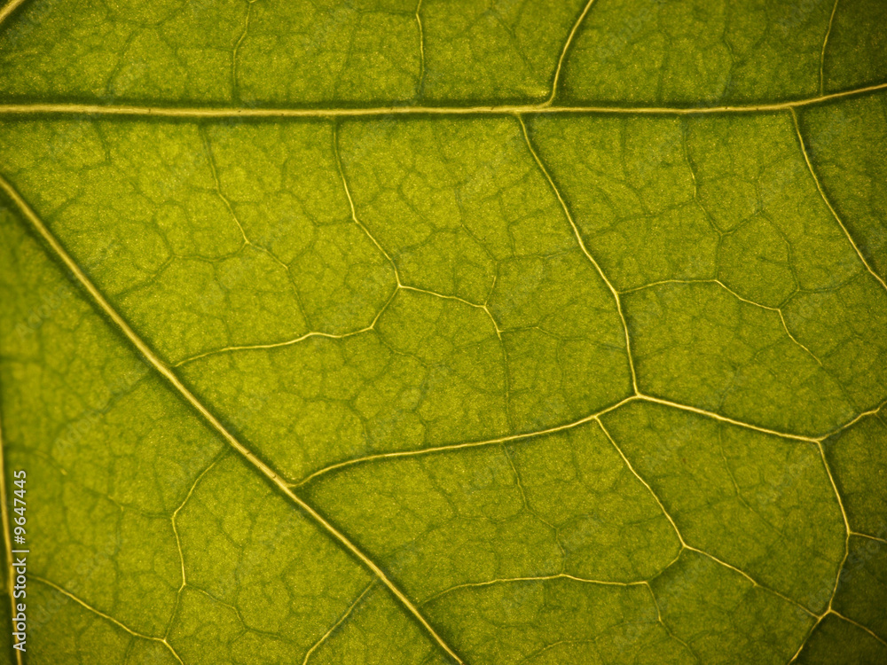 green leaf vein