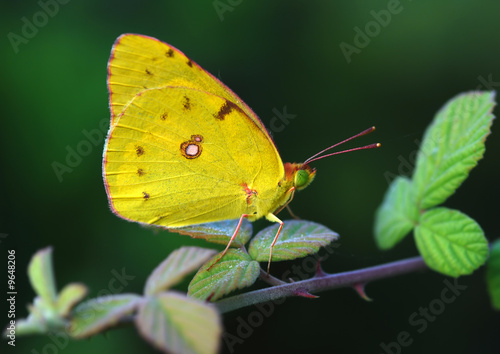 A yellow butterfly sitting on a green twig © Dmitry