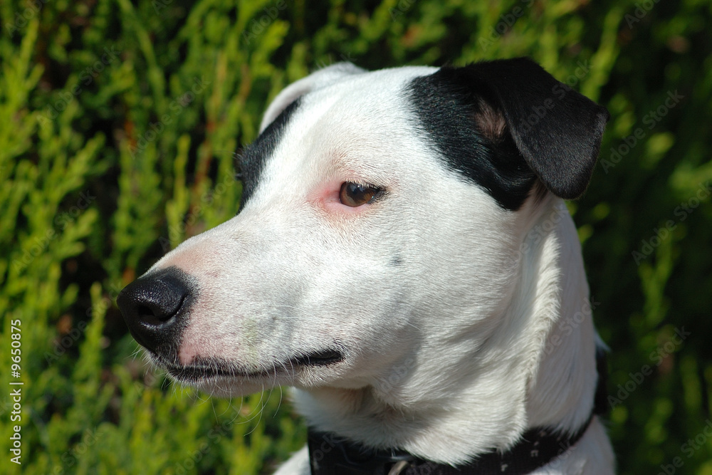 Parson Jack Russell Terrier Portrait