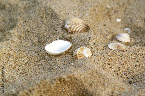 Muscheln versträut im Sand