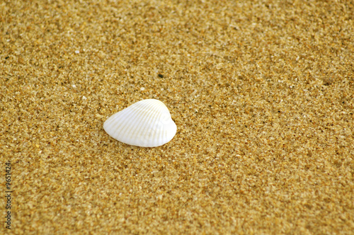 Muschel im Sand 3