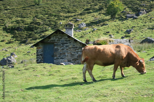 Vache - hauteurs de la vallée de Lesponne (Hautes-Pyrénées) photo