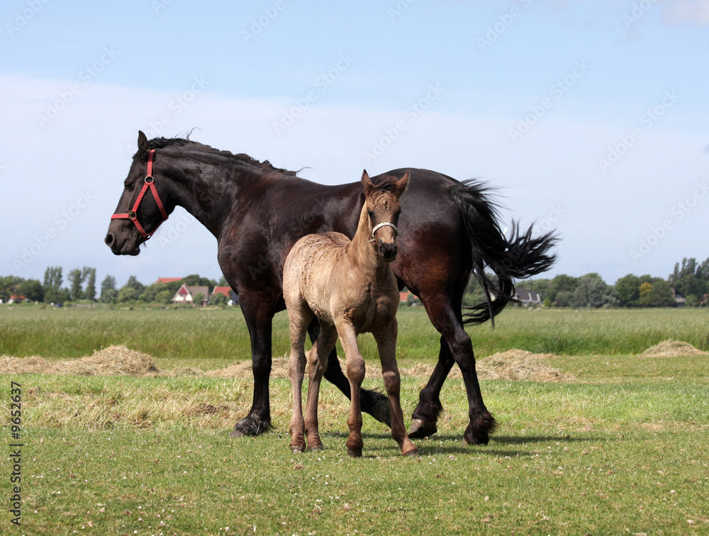 foal and mother