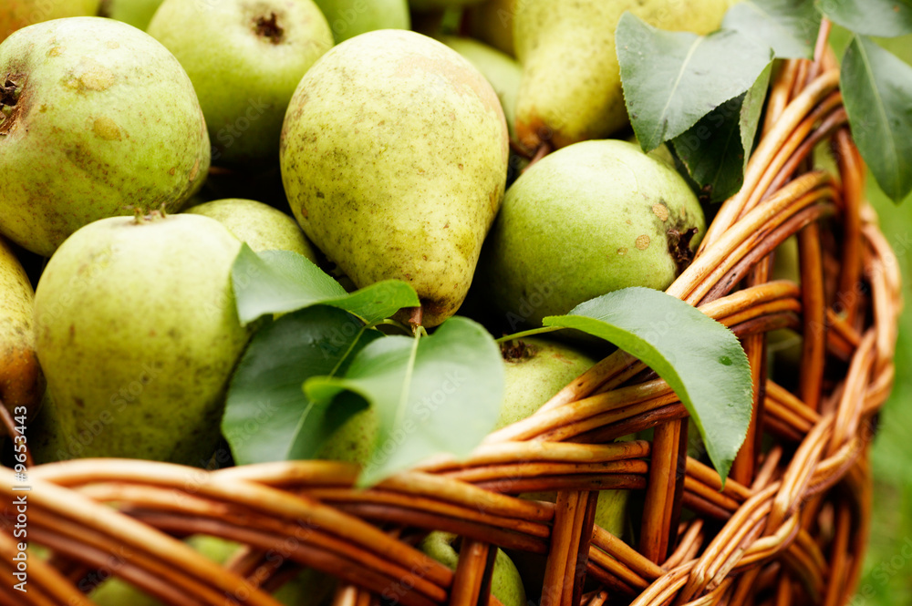 rich harvest. two baskets with plenty of pear