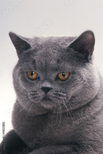 la tete du british shorthair