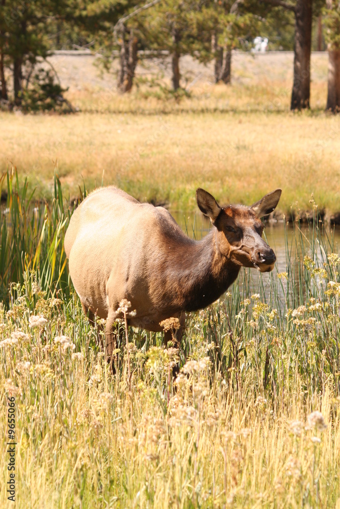 Grazing Elk Grazing Elk