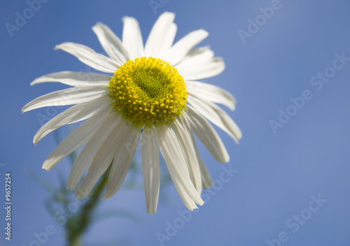 chamomile on blue sky background