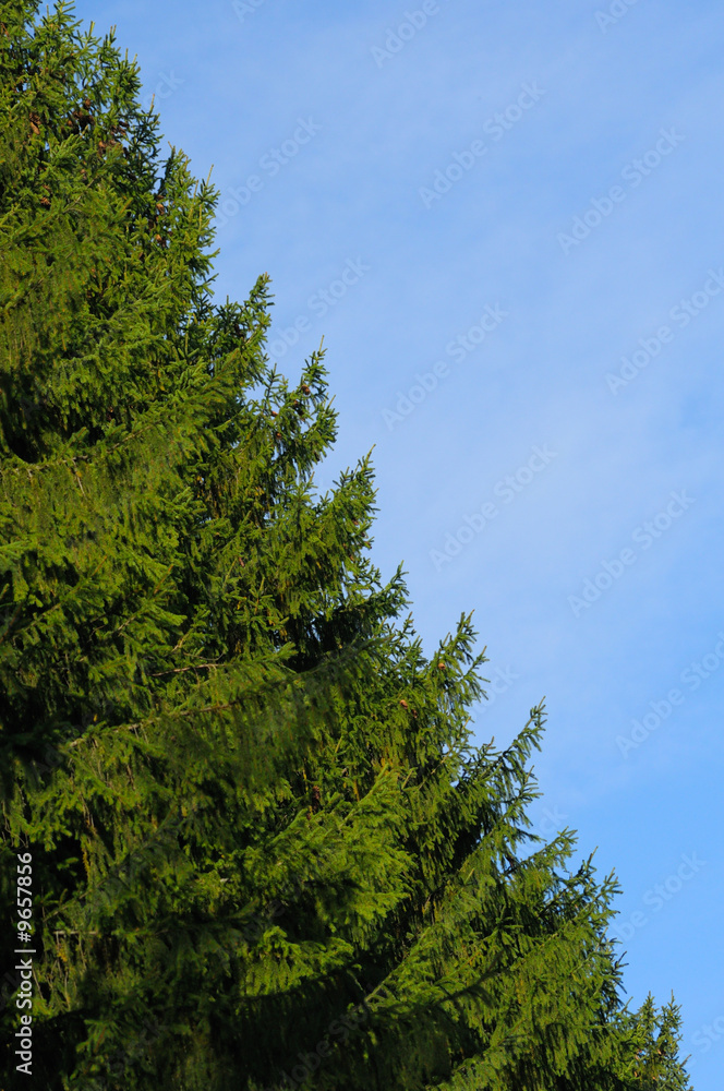 green fir on blue background green fir on blue background