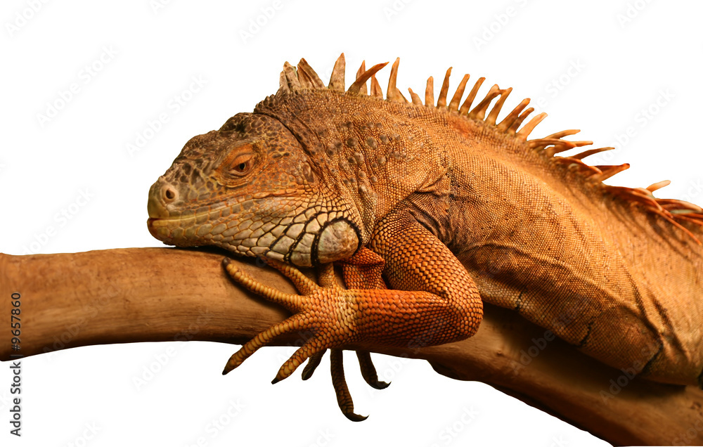 Obraz premium Iguana on tree branch